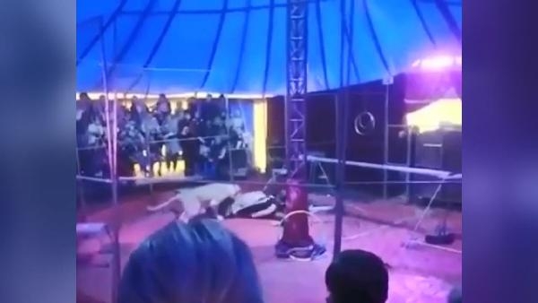 Rusya’da kaplan sirkte eğitmenine saldırdı