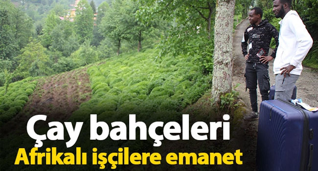 Çay bahçeleri bu yıl da Afrikalı işçilere emanet