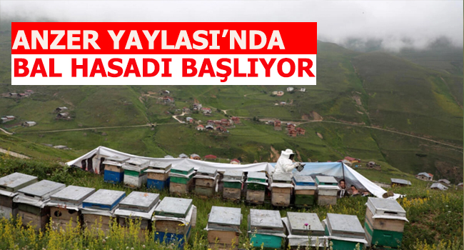 Anzer Yaylası’nda bal hasadı için hazırlıklar başladı