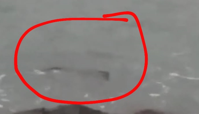Nesli tükenmekte olan su samuru Pazar ilçesinde görüldü