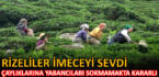Rizeliler çaylıklarına yabancıları sokmamakta kararlı