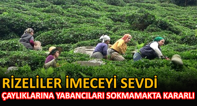 Rizeliler çaylıklarına yabancıları sokmamakta kararlı