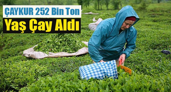 ÇAYKUR 252 Bin Ton Yaş Çay Aldı