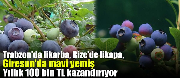 Trabzon’da likarba, Rize’de likapa, Giresun’da mavi yemiş… Yıllık 100 bin TL kazandırıyor
