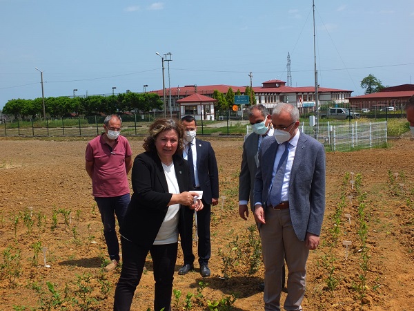 Türkiye Olarak Çay Gen Kaynağında Artık Biz De Varız