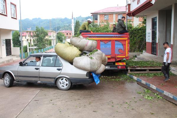 Çay hasadında otomobiller, kamyona dönüşüyor