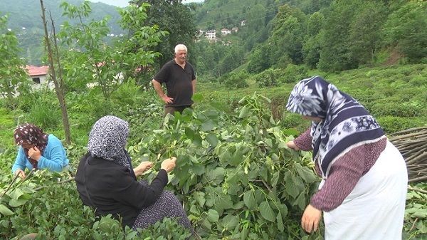 Kilosu 500 lirayı bulan ıhlamurun hasadına başlandı