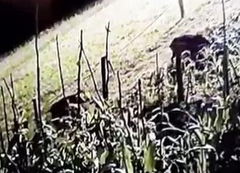 Rize’de bahçeyi talan eden domuzlar güvenlik kamerasına yakalandı