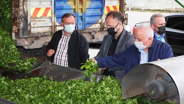 Çaykur, tam kapasite yaş çay alımını sürdürüyor