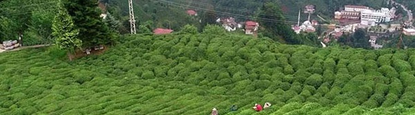 ÇAYKUR’un 3. sürgün kotası belli oldu