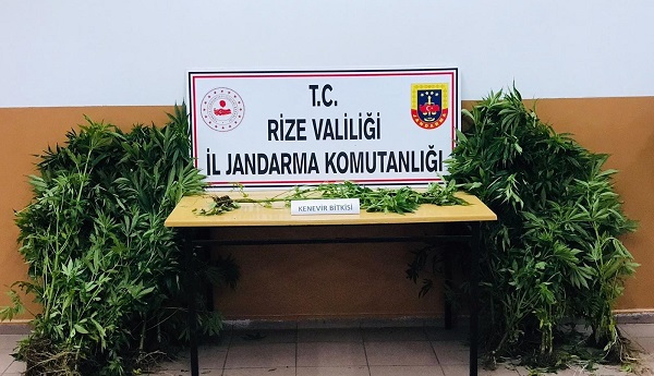 Rize’de boyları 20 ile 100 cm arası değişen toplam 79 kök dikili kenevir bitkisi ele geçirildi