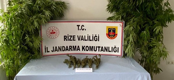 Rize’de dev operasyon! 93 Kök kenevir ele geçirildi