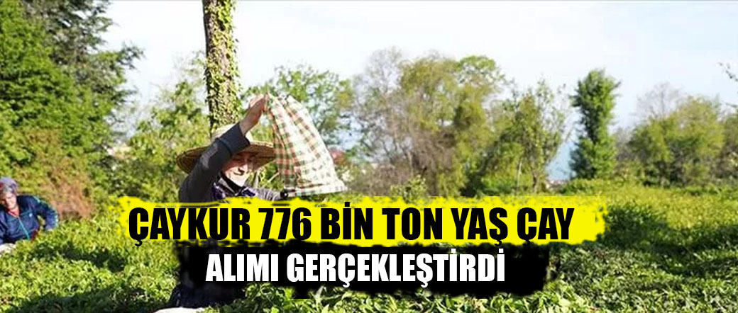 ÇAYKUR 776 bin ton yaş çay alımı gerçekleştirdi