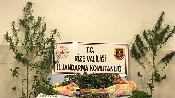 Rize’de 4,5 Kilo Esrar ve 4 Kök Kenevir Bitkisi Ele Geçirildi