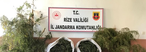 Pazar’da 7 Kilo 600 Gram Skunk ve 3 Kök Kenevir Bitkisi Ele Geçirildi