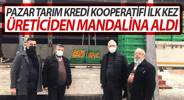 PAZAR TARIM KREDİ KOOPERATİFİ MANDALİNA ALIMINA BAŞLADI