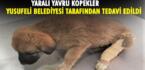 YARALI YAVRU KÖPEKLER YUSUFELİ BELEDİYESİ TARAFINDAN TEDAVİ EDİLDİ