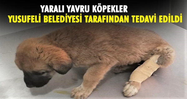 YARALI YAVRU KÖPEKLER YUSUFELİ BELEDİYESİ TARAFINDAN TEDAVİ EDİLDİ