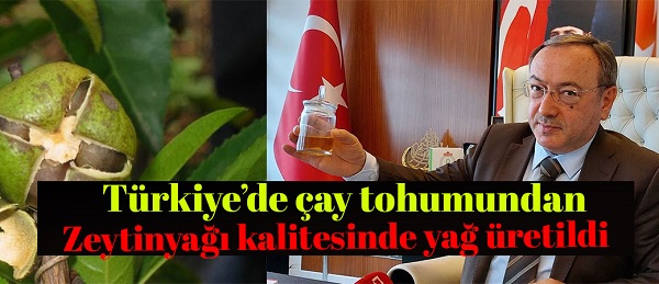 Türkiye’de çay tohumundan zeytinyağı kalitesinde yağ üretildi