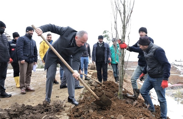 RİZE BELEDİYESİ BİNLERCE AĞACI TOPRAKLA BULUŞTURUYOR