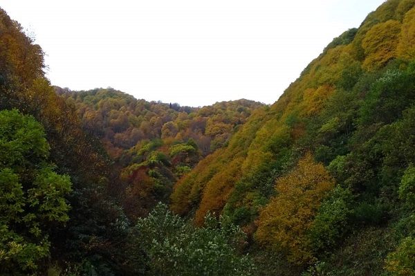 Artvin’de Terapi Orman Parkı Kuruluyor