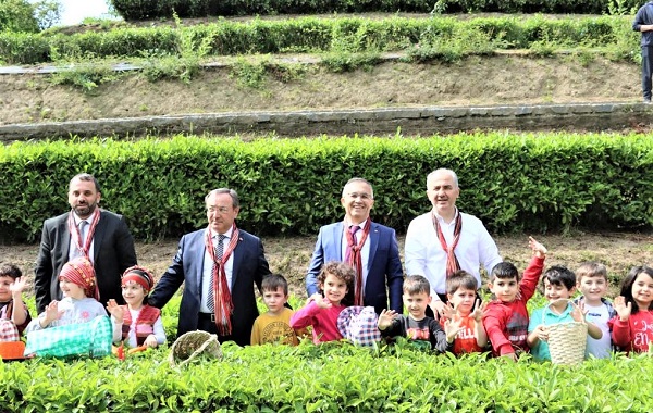 RİZE BÜROKRATLARININ ÇOCUKLARLA ÇAY HASADINDA RENKLİ GÖRÜNTÜLER
