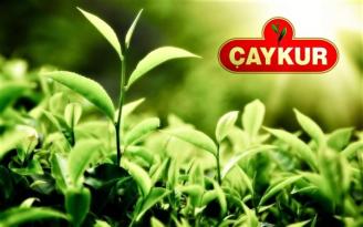 ÇAYKUR’DAN İKİNCİ SÜRGÜN ÇAY ALIMLARIYLA İLGİLİ BİLGİLENDİRME