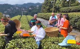 BAŞKONSOLOSLAR ÇAY TOPLADI VE ÇAYKUR ZİRAAT ÇAY BAHÇESİNİ ÇOK BEĞENDİLER